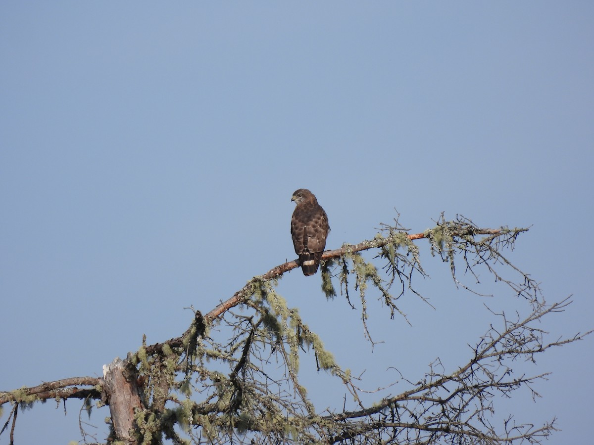 Broad-winged Hawk - Rhonda Langelaan