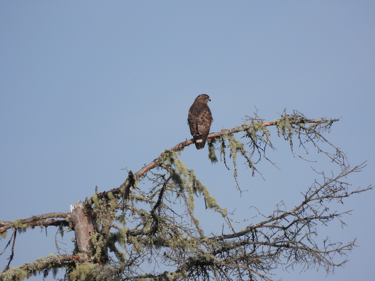 Broad-winged Hawk - Rhonda Langelaan