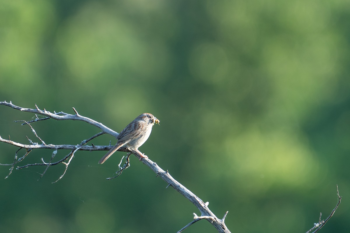 Rufous-crowned Sparrow - Kendall Van Zanten