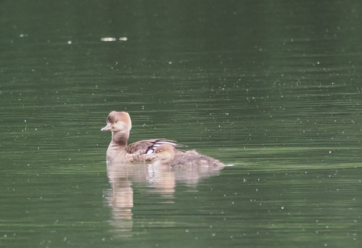 Hooded Merganser - Russell Hoffman