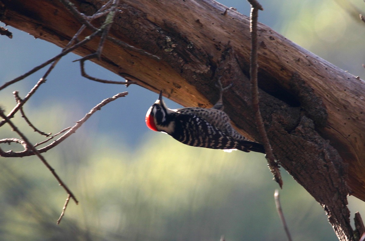 Nuttall's Woodpecker - William Clark