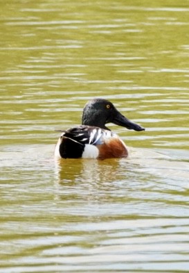 Northern Shoveler - brian puttock