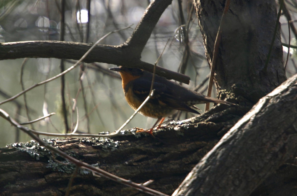 Varied Thrush - William Clark