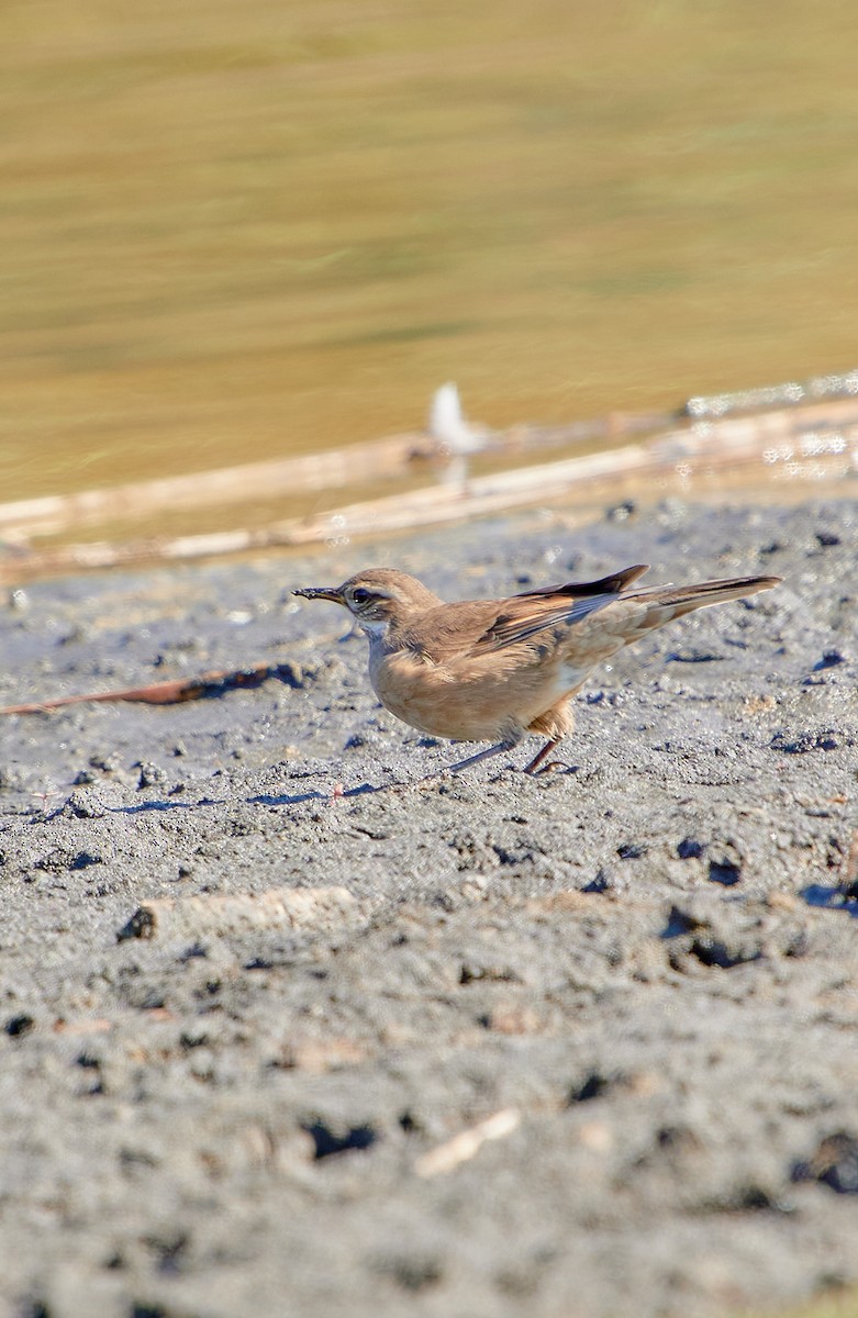 Buff-winged Cinclodes - Angélica  Abarca