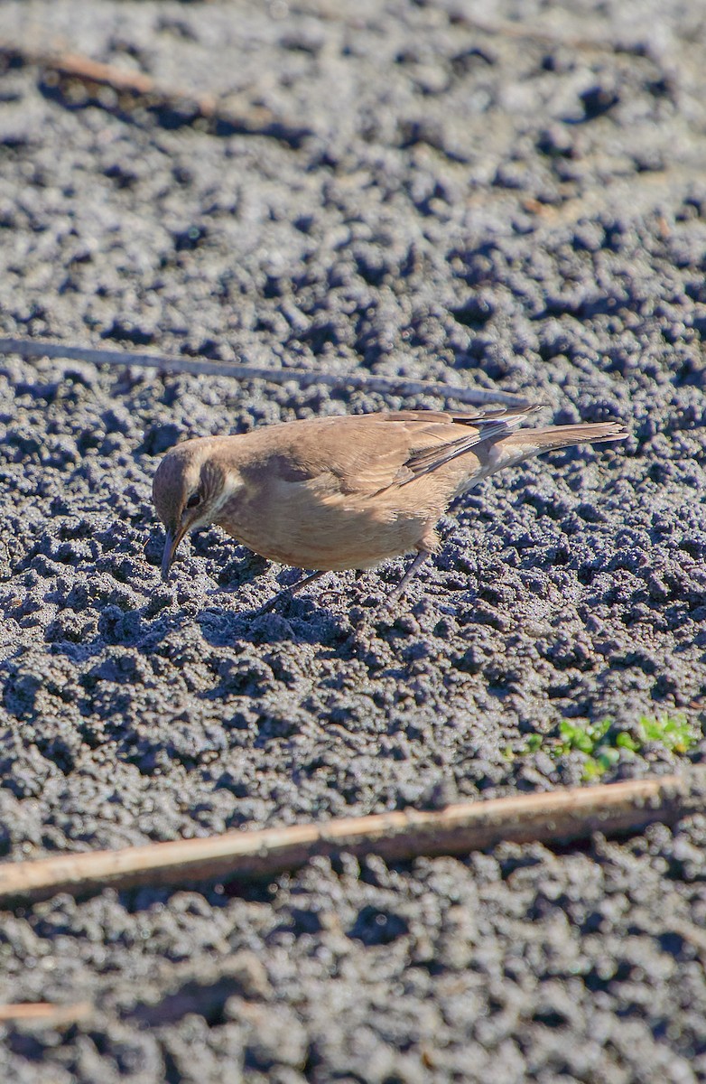 Buff-winged Cinclodes - Angélica  Abarca