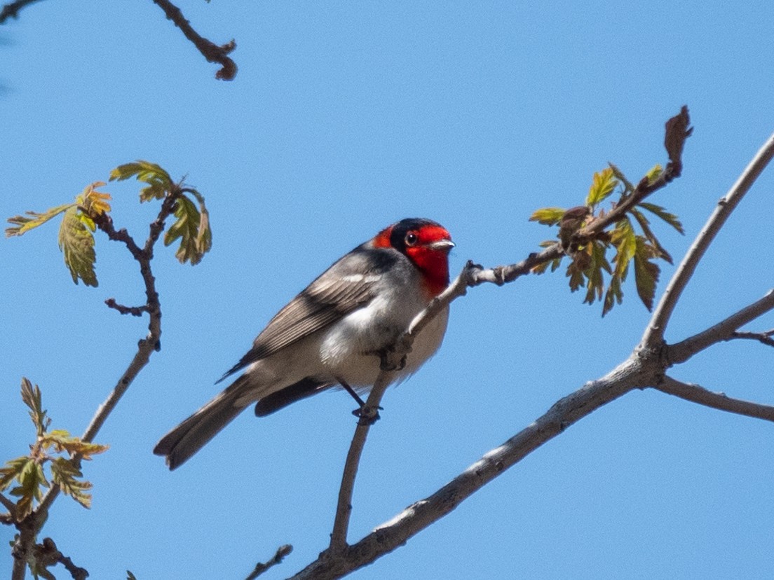 Red-faced Warbler - Susan Drown