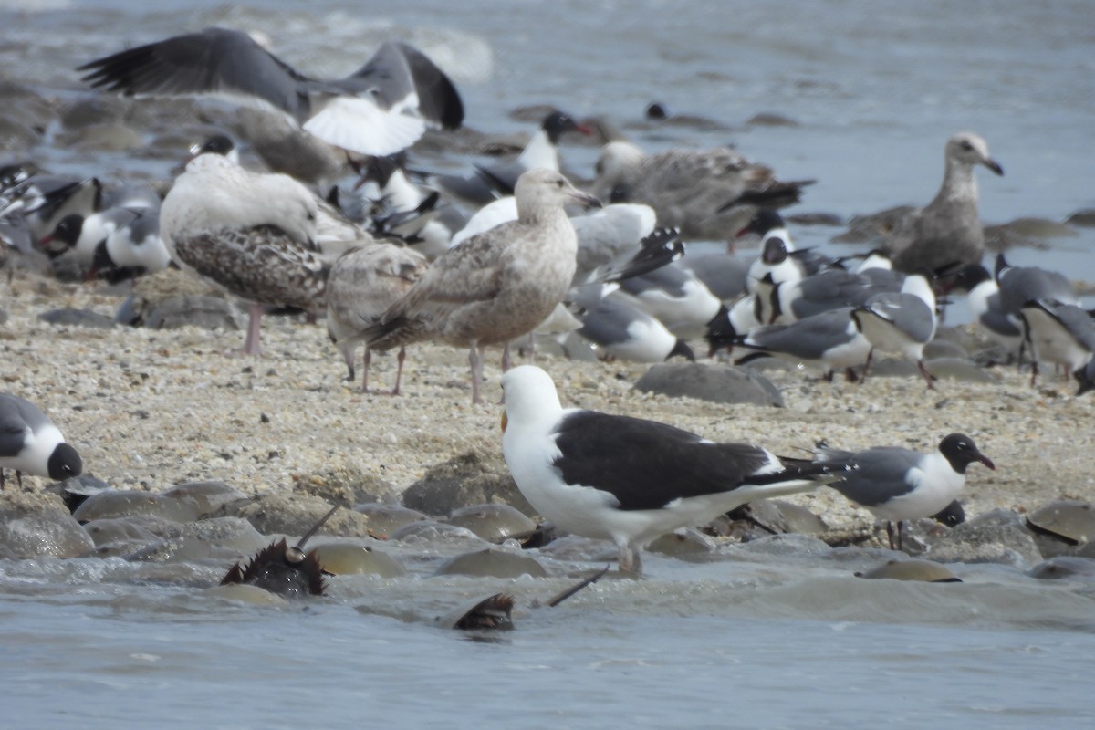 Laughing Gull - Dave Milsom