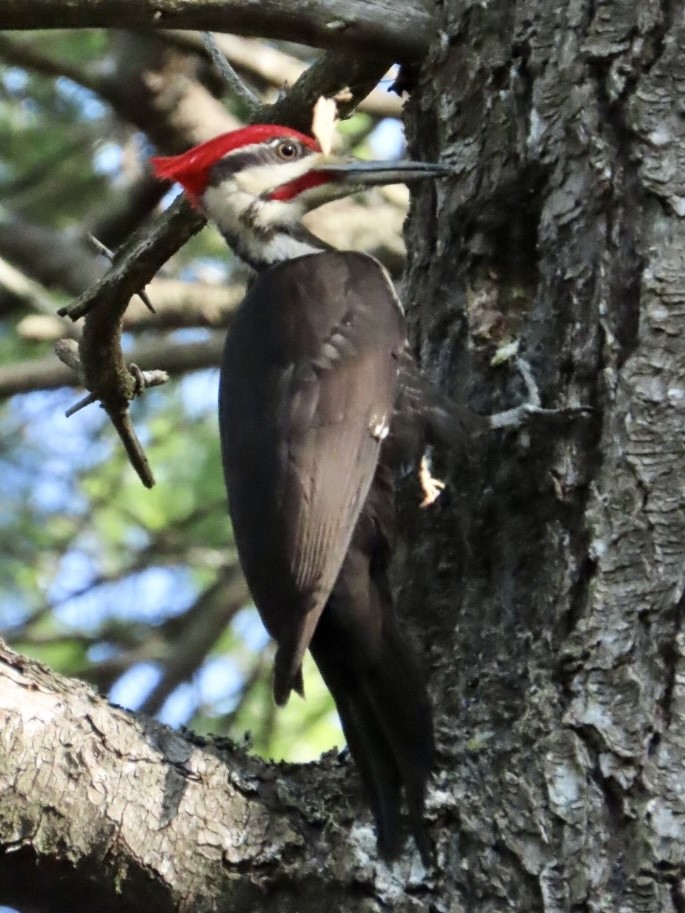 Pileated Woodpecker - Nathan Petersen