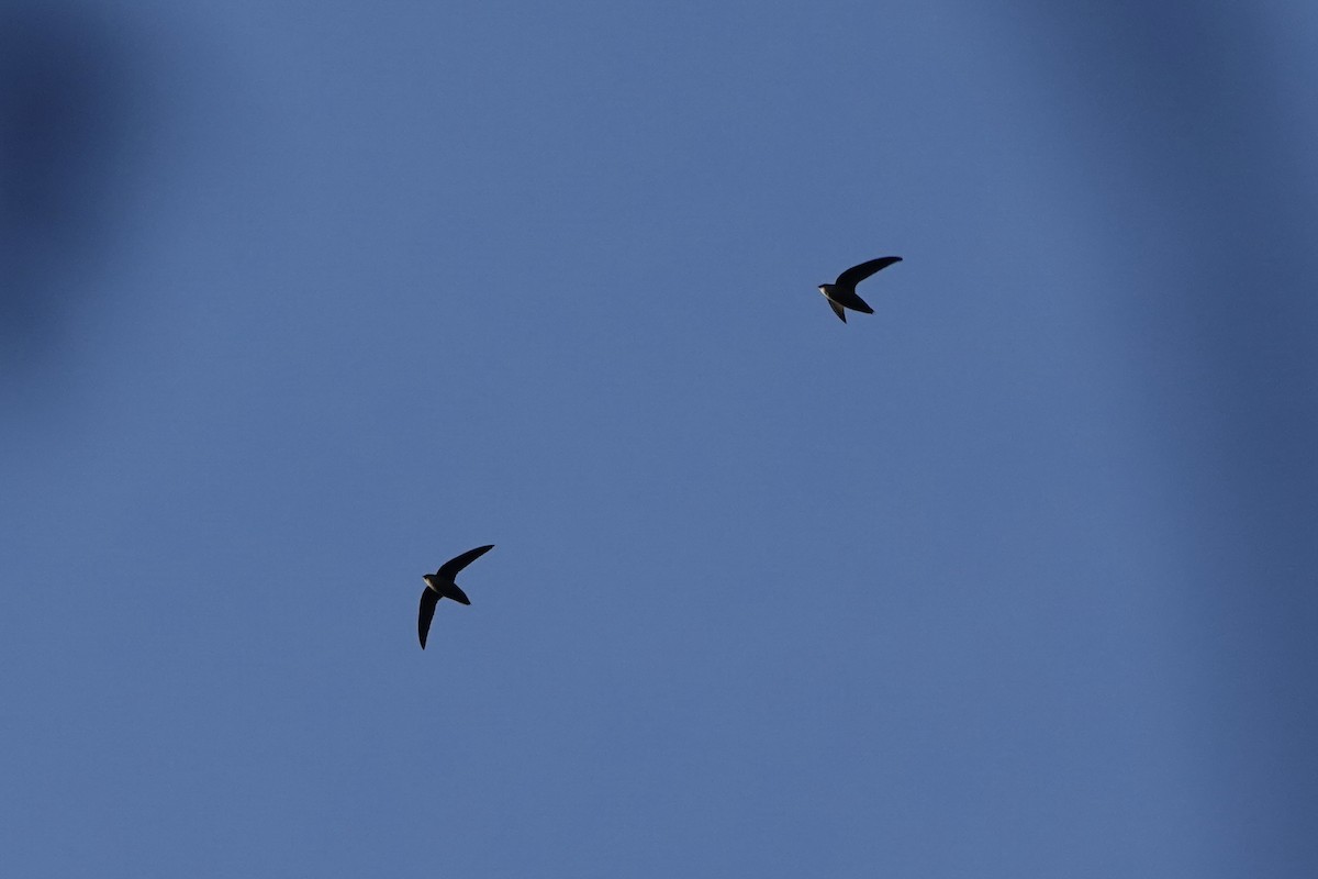 Chimney Swift - André BERNARD