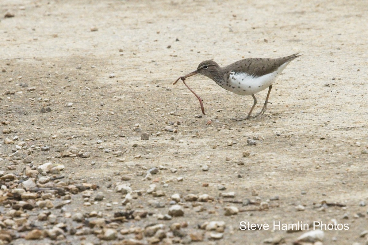 Spotted Sandpiper - Steve Hamlin