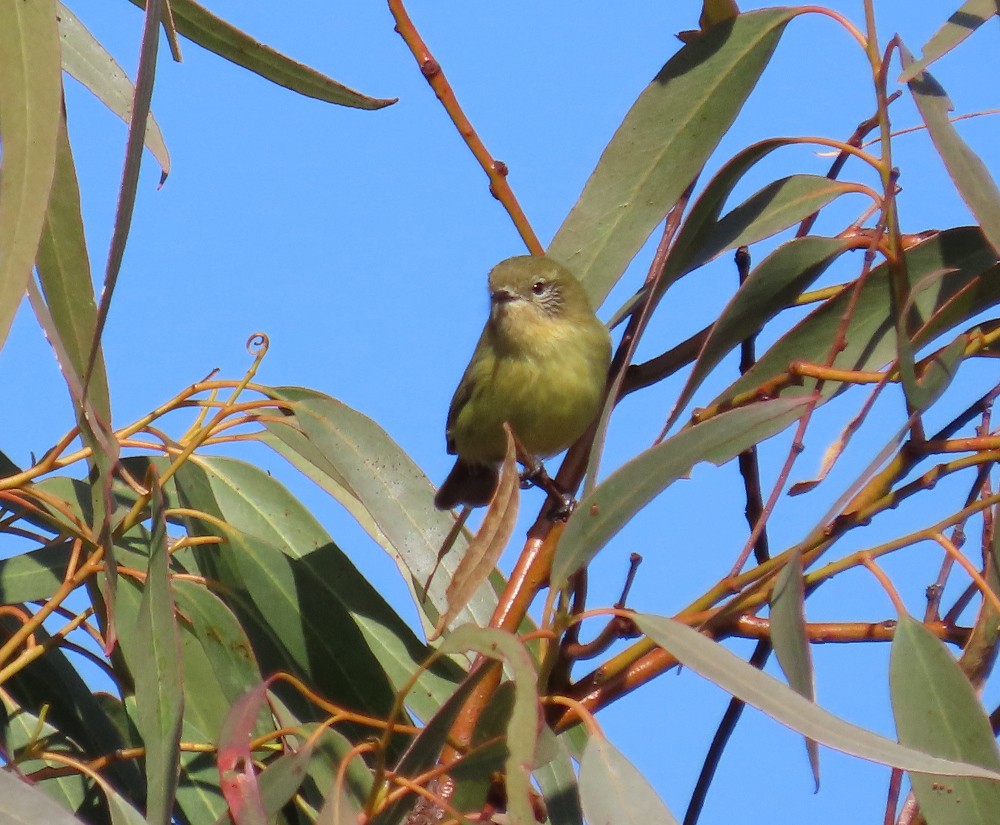 Yellow Thornbill - Sarah Maddox