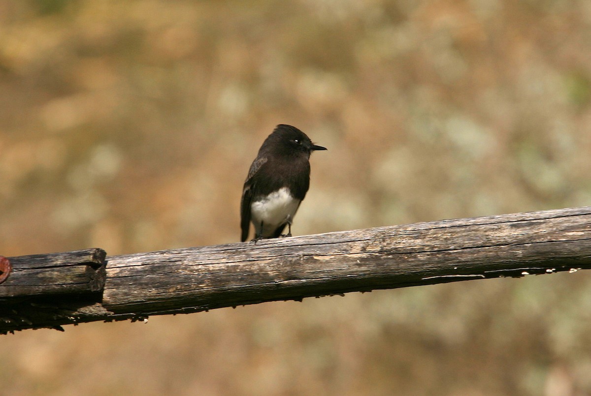 Black Phoebe - William Clark