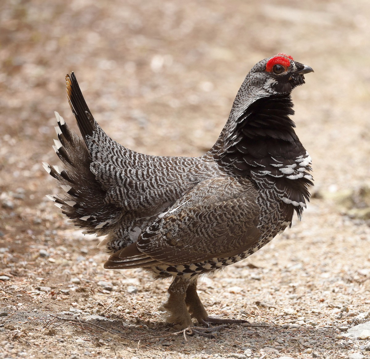 Spruce Grouse - Charles Fitzpatrick