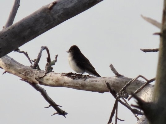 Eastern Kingbird - ML619507832