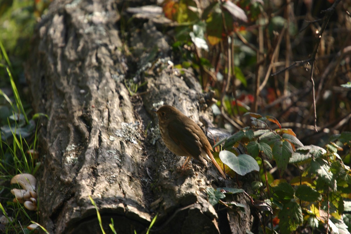 Hermit Thrush - William Clark