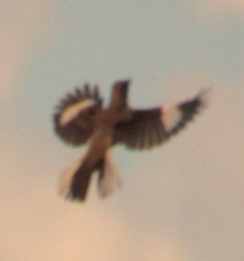 Northern Mockingbird - Samuel Harris