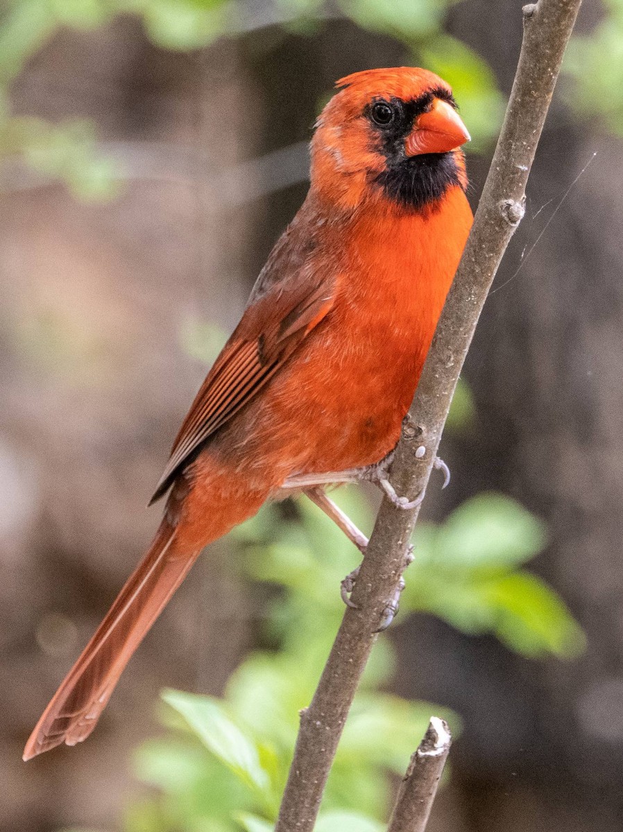 Northern Cardinal - Matt M.