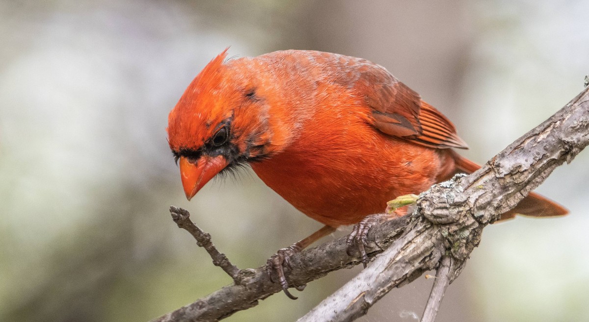 Northern Cardinal - Matt M.