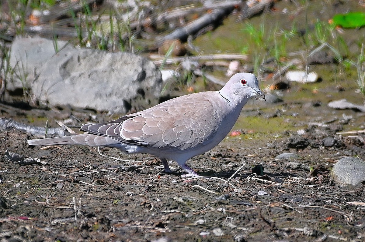 Eurasian Collared-Dove - Roger Beardmore