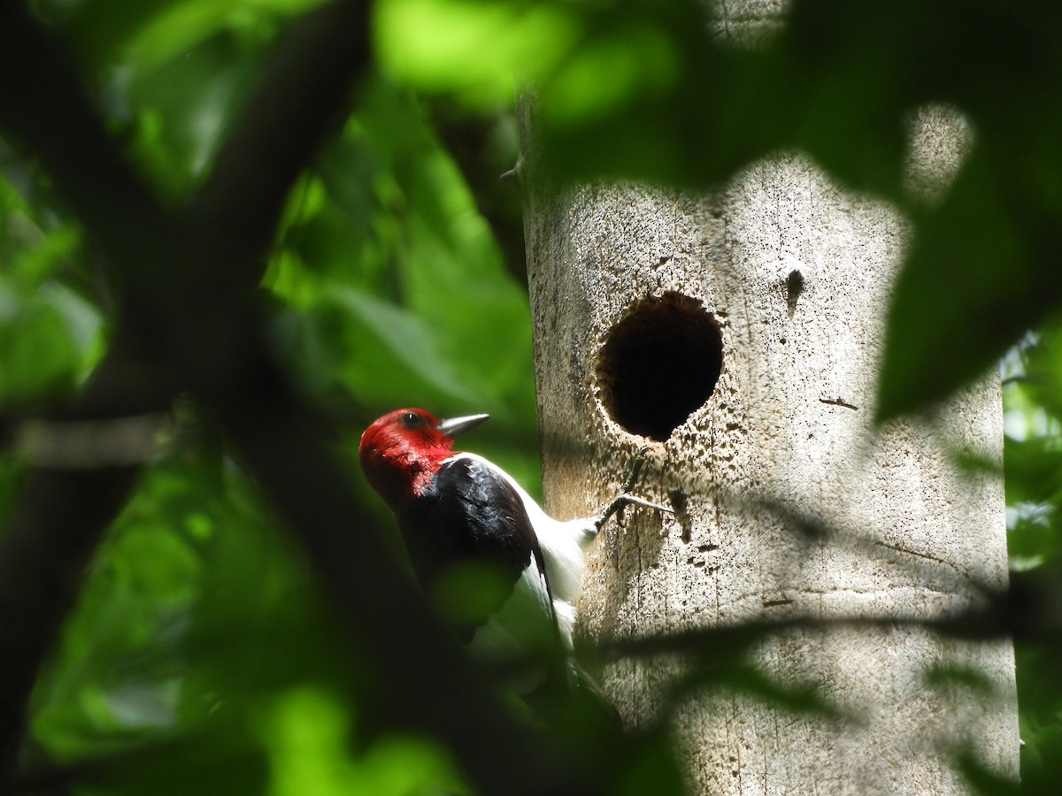 Red-headed Woodpecker - Rex Graham