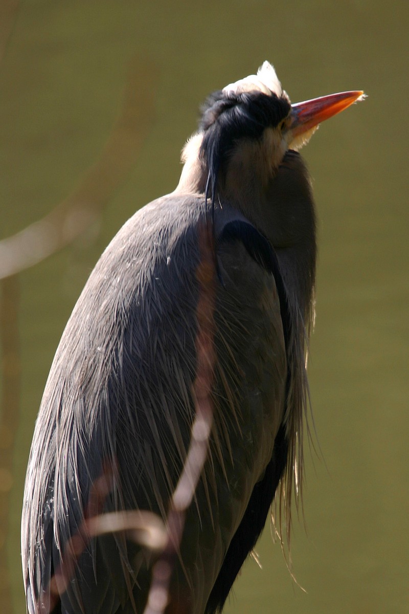 Great Blue Heron - William Clark