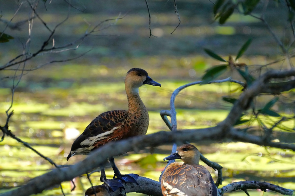 Wandering Whistling-Duck - May Britton
