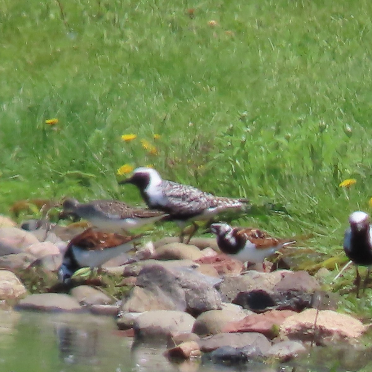 Black-bellied Plover - ML619507860