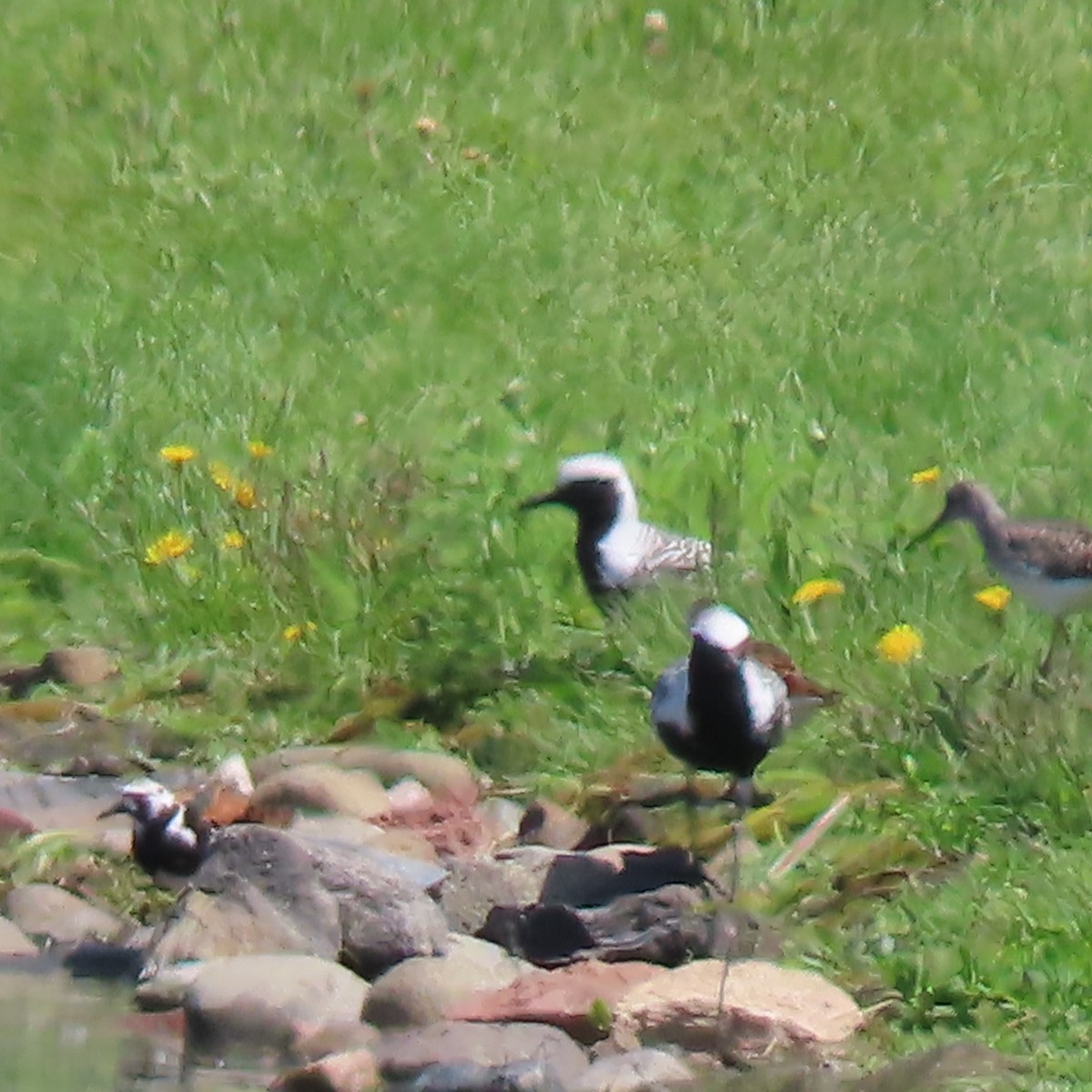 Black-bellied Plover - ML619507861