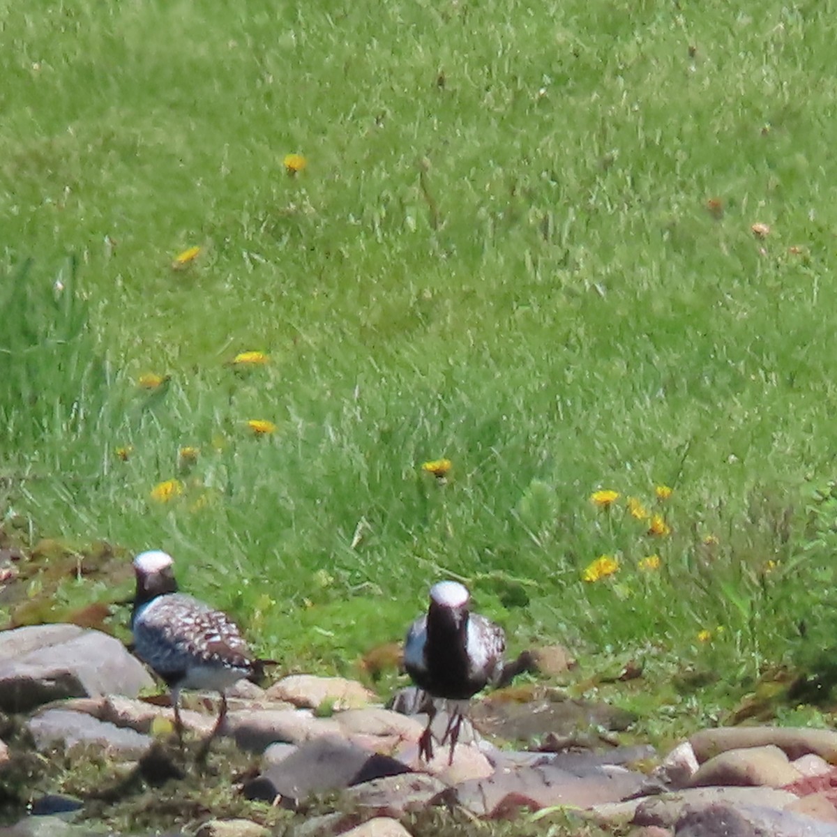 Black-bellied Plover - Jocelyn K