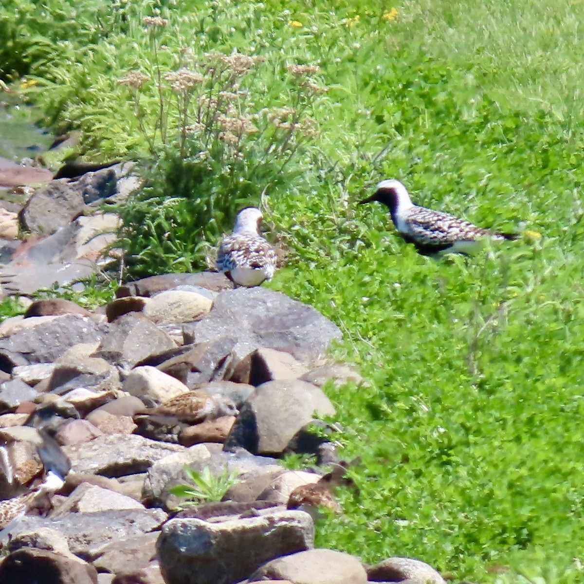 Black-bellied Plover - Jocelyn K