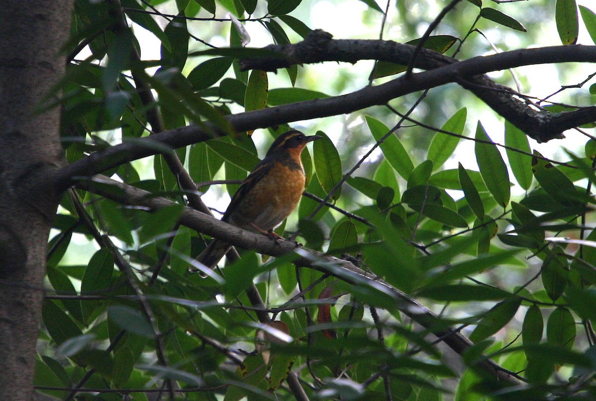 Varied Thrush - William Clark