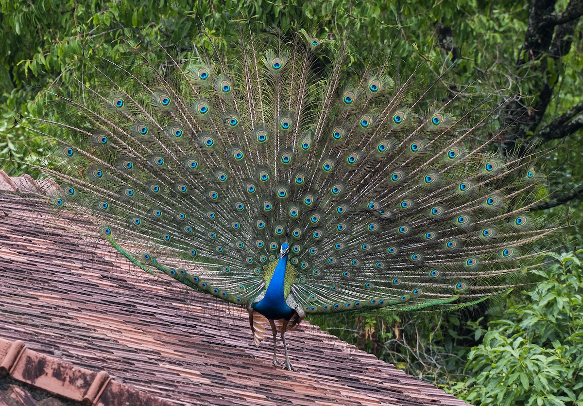 Indian Peafowl - Fareed Mohmed