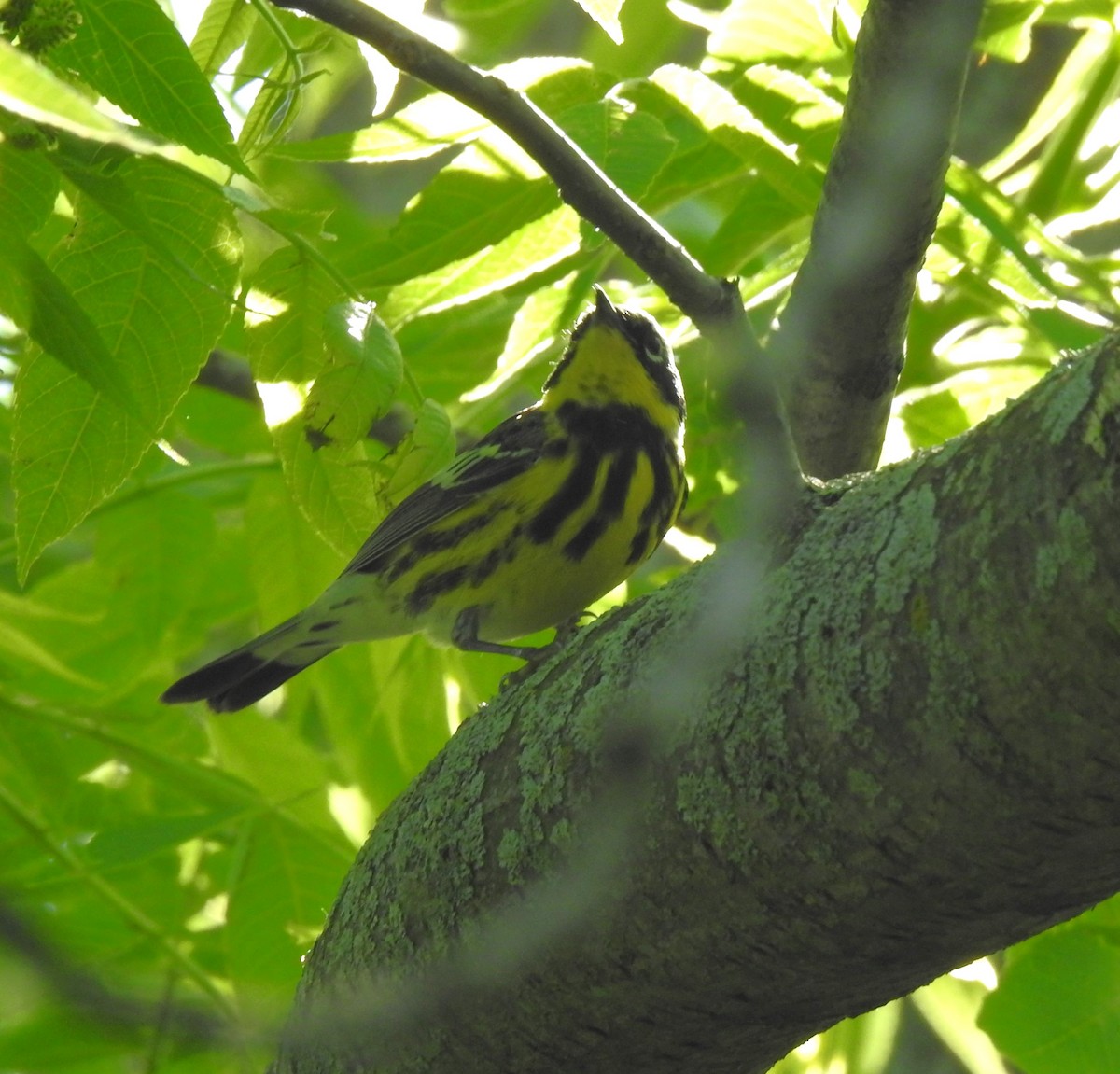 Magnolia Warbler - Janet Pellegrini