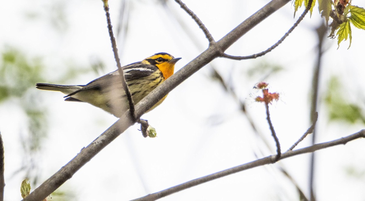 Blackburnian Warbler - Matt M.