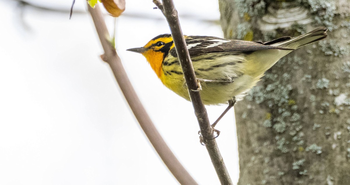 Blackburnian Warbler - Matt M.