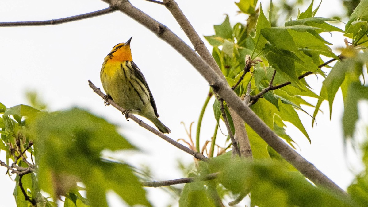 Blackburnian Warbler - Matt M.