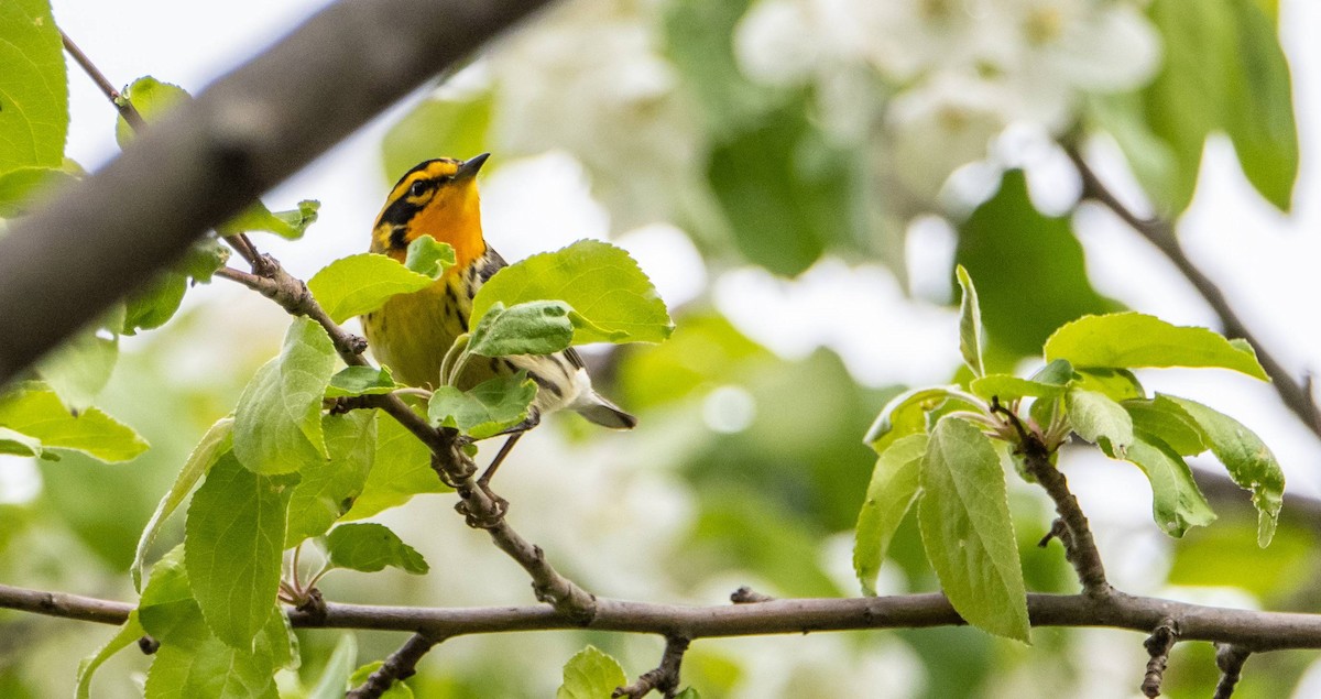 Blackburnian Warbler - Matt M.