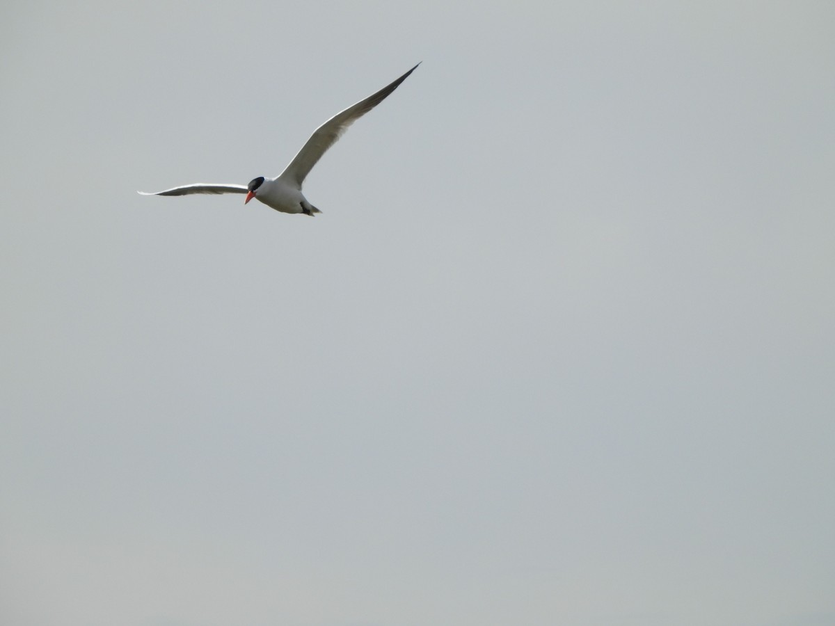 Caspian Tern - ML619507877