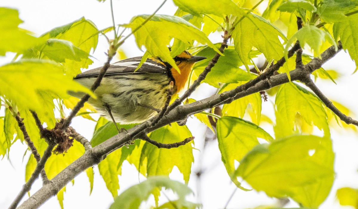 Blackburnian Warbler - Matt M.