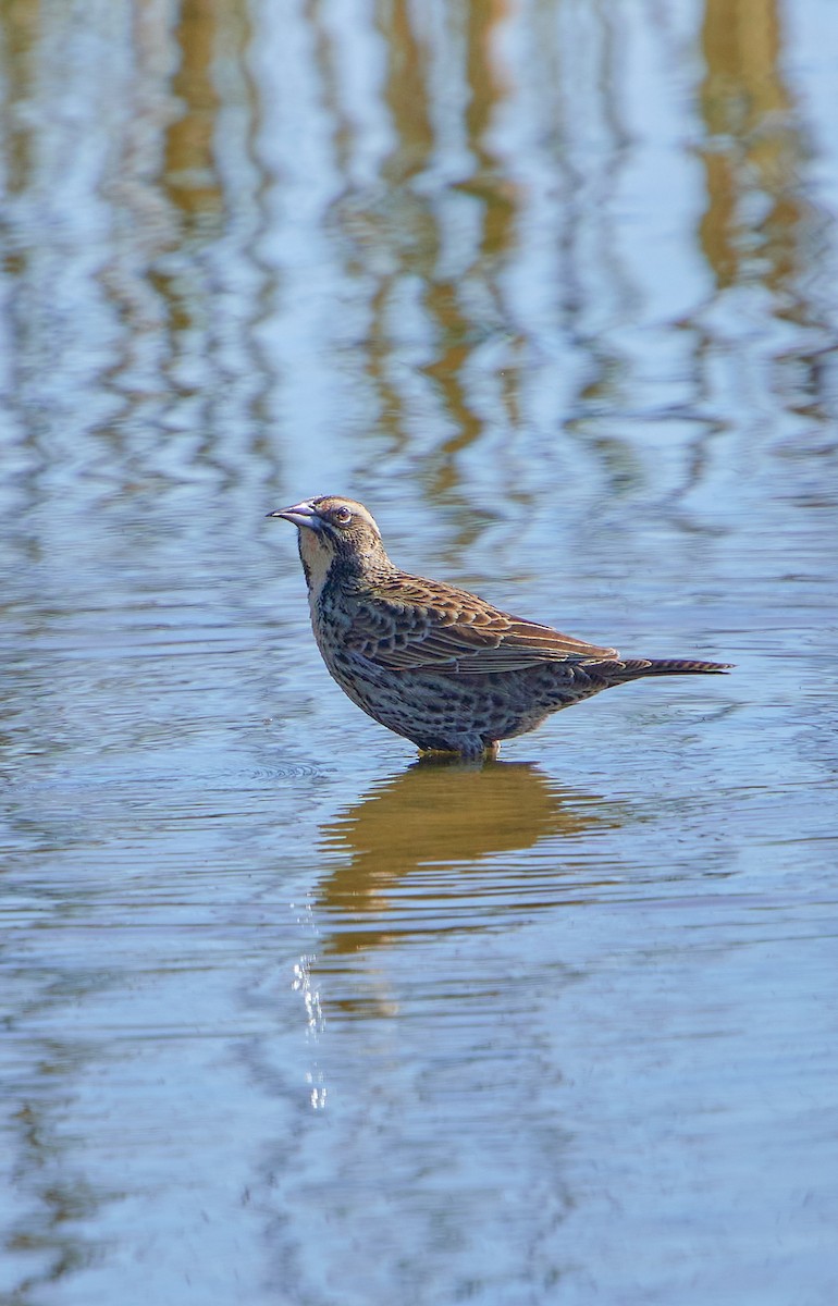 Long-tailed Meadowlark - Angélica  Abarca