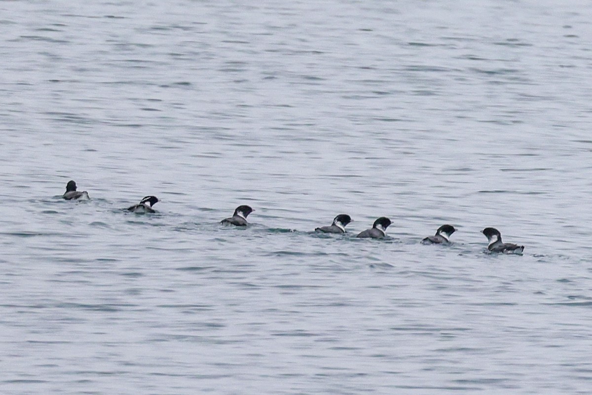 Ancient Murrelet - Joyce Huang