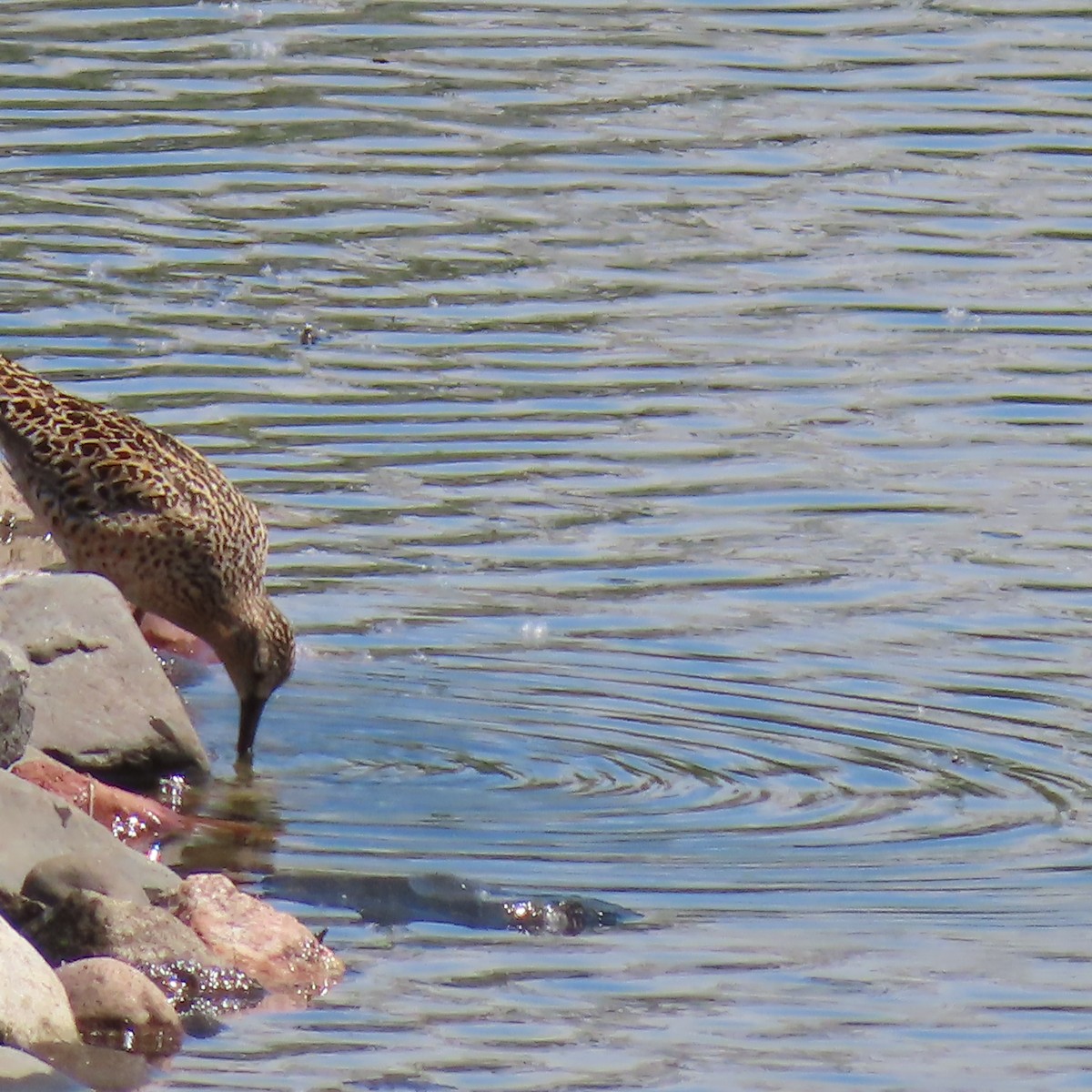 Short-billed Dowitcher - Jocelyn K