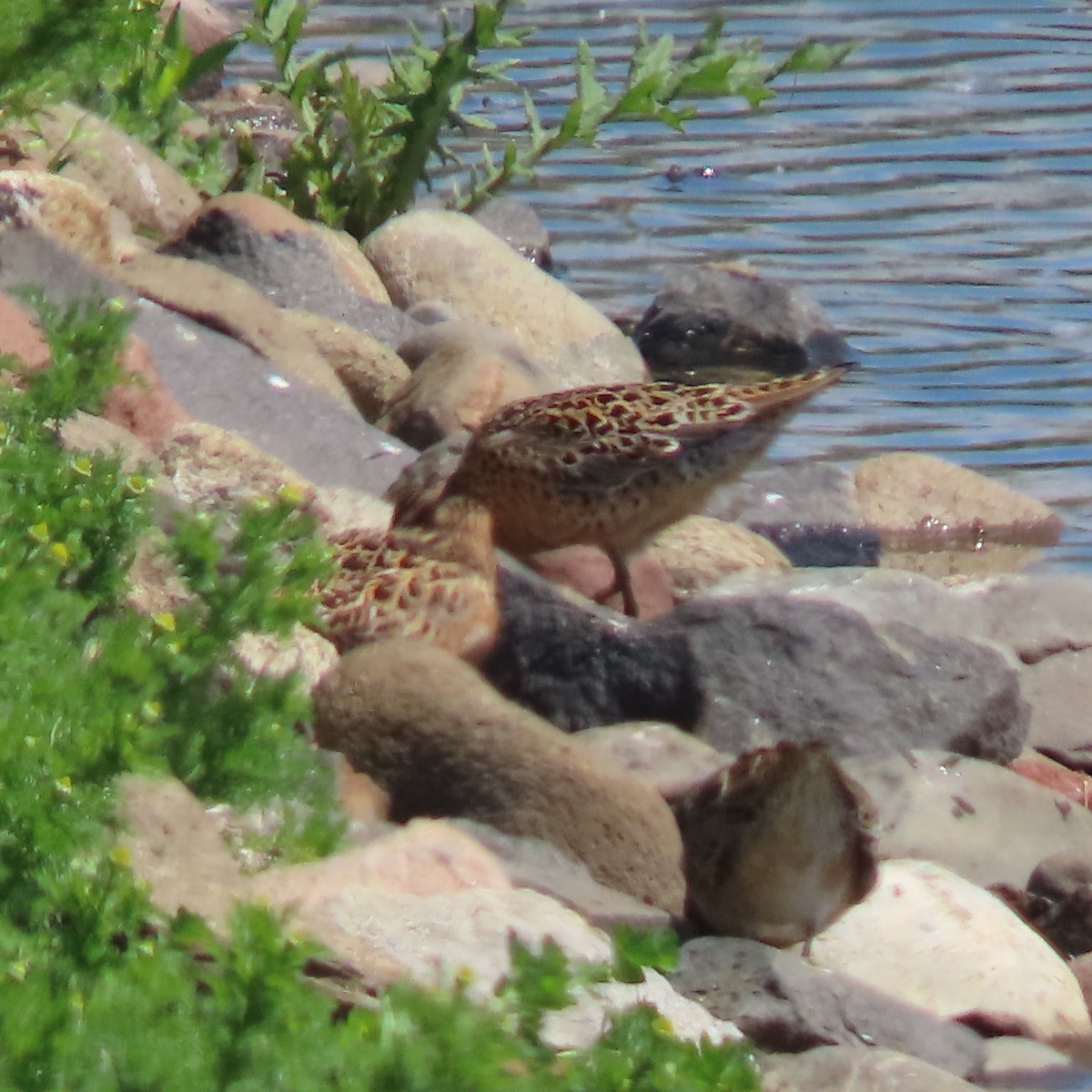 Short-billed Dowitcher - Jocelyn K