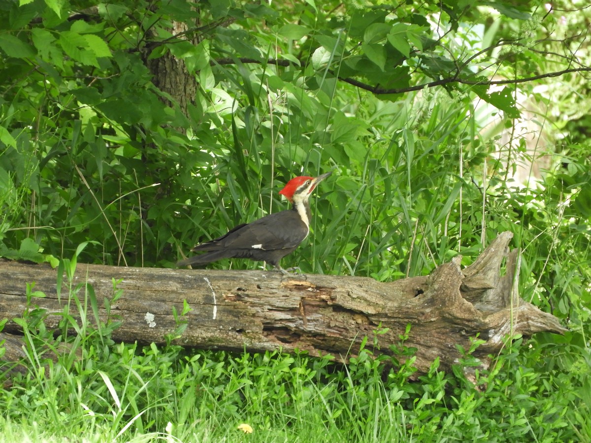 Pileated Woodpecker - Rex Graham