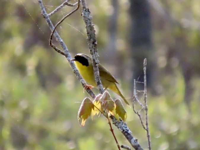 Common Yellowthroat - Nathan Petersen