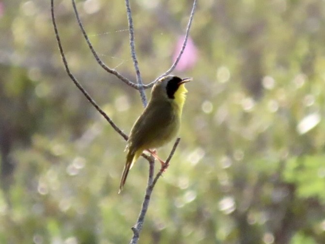 Common Yellowthroat - Nathan Petersen