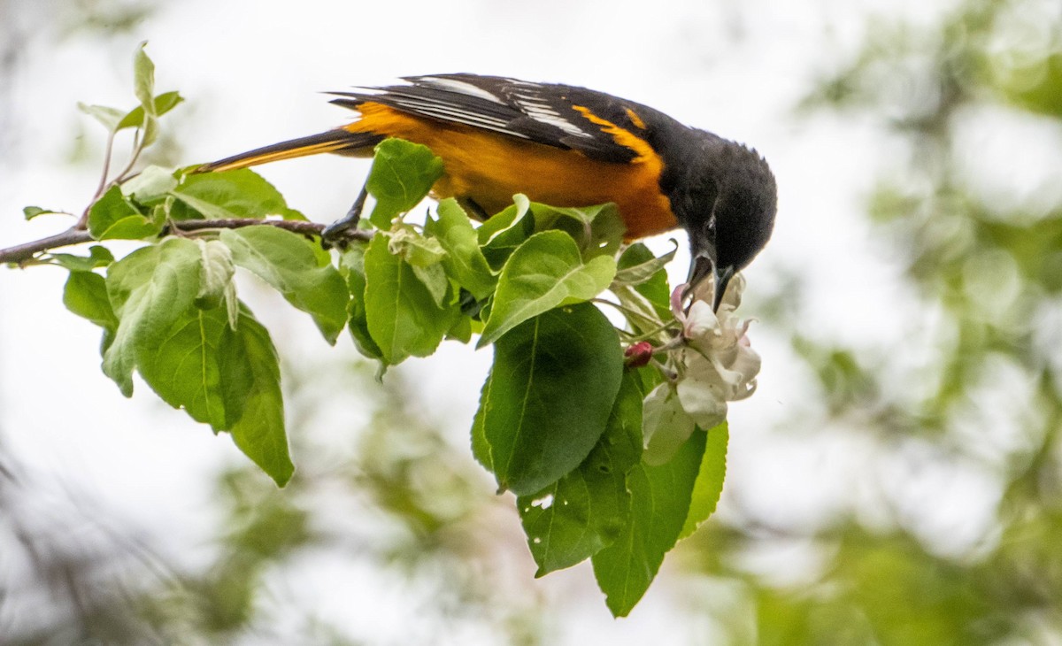 Baltimore Oriole - Matt M.