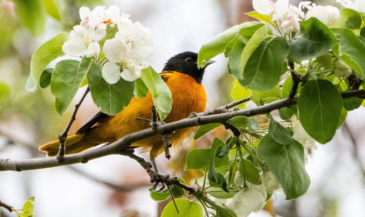 Baltimore Oriole - Matt M.