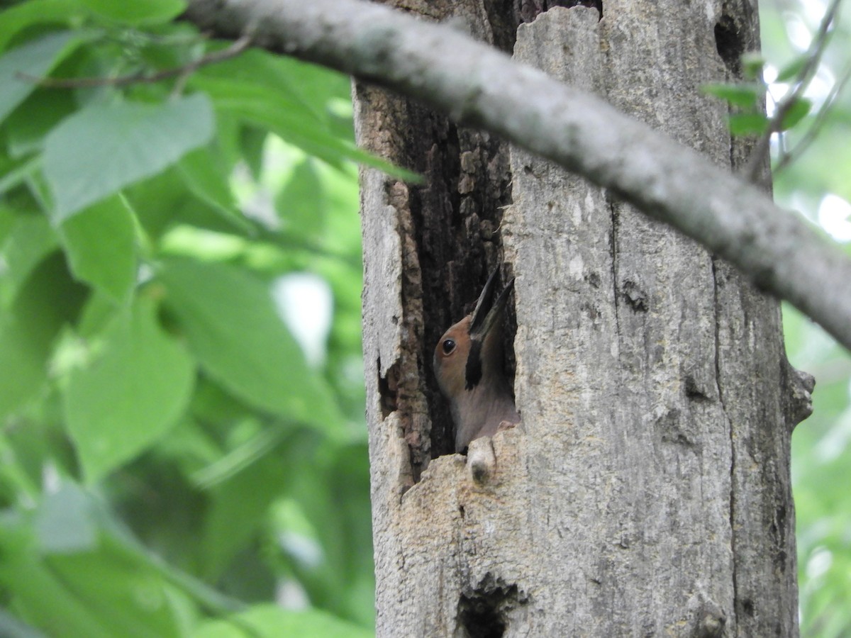 Northern Flicker - Rex Graham