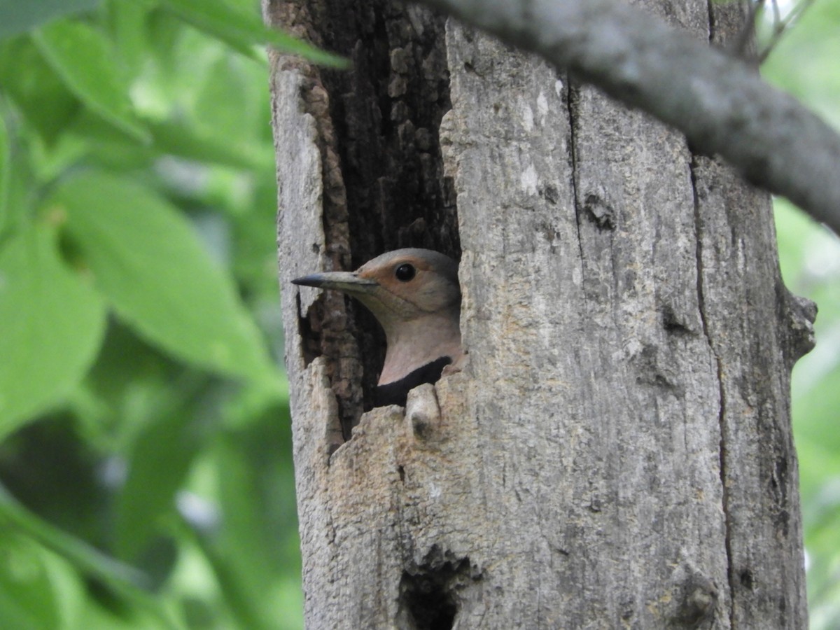 Northern Flicker - Rex Graham